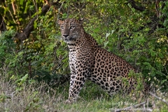 leo52