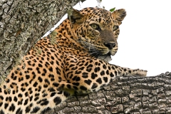 leo55