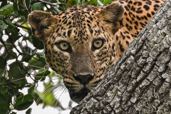 leo56