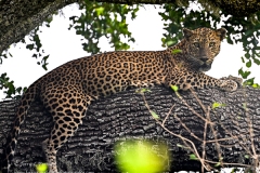 leo57