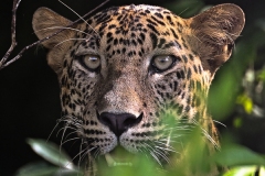 leo60