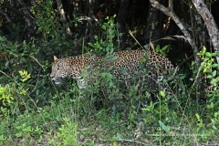 leo61