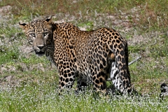 leo63