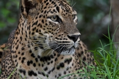 leo65