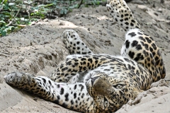 leo66