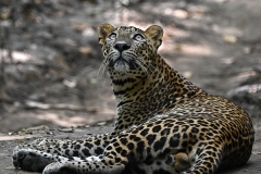 leo68