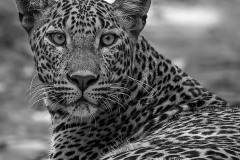 leo69