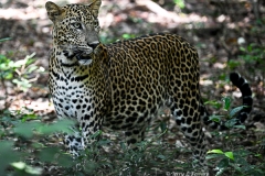 leo72