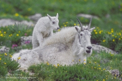 10 Mountain Goat
