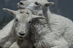 14 Mountain Goat