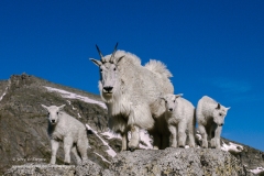 2 Mountain Goat