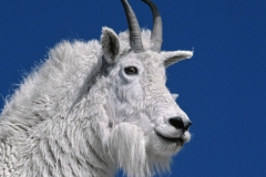 3 Mountain Goat