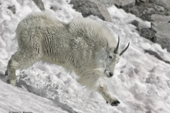4 Mountain Goat