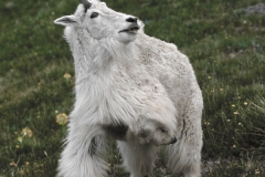 5 Mountain Goat