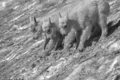 6 Mountain Goat