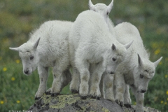 8 Mountain Goat