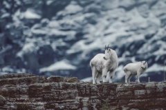 9 Mountain Goat