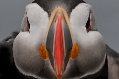 pn28