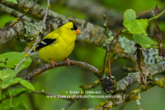 American-Goldfinch 1