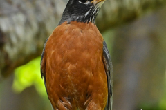 American-Robin 1