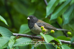 Dark-eyed-Junco 1