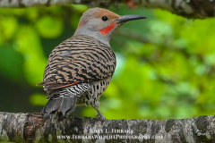 Northern-Flicker 1