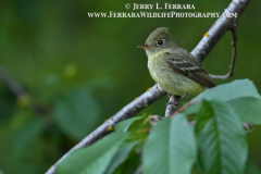 Pacific-slope-Flycatcher 1