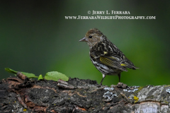 Pine-Siskin 1