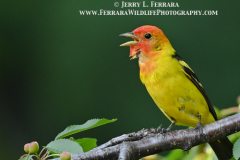 Western-Tanager 1