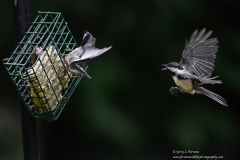 1 Black-capped Chickadee and Red-breasted Nuthatch