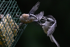2 Black-capped Chickadee and Red-breasted Nuthatch