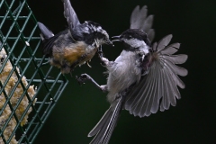 3 Black-capped Chickadee and Red-breasted Nuthatch