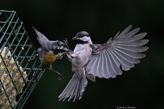 4 Black-capped Chickadee and Red-breasted Nuthatch