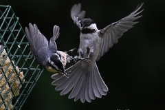 5 Black-capped Chickadee and Red-breasted Nuthatch