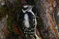 1 Downy Woodpecker