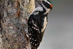 2 Hairy Woodpecker