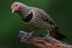 4 Northern Flicker