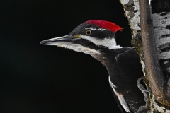 3 Pileated Woodpecker