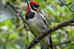 5 Red-naped Sapsucker