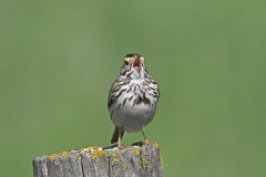 Savannah Sparrow