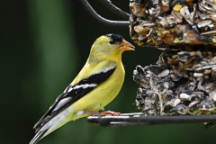 American Goldfinch