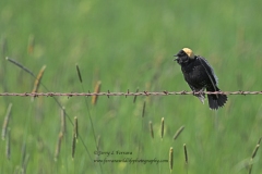 Bobolink