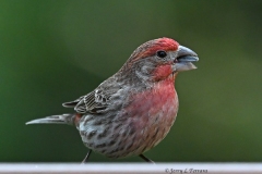 House Finch