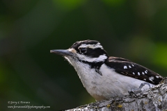 Hairy Woodpecker
