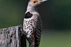 Northern Flicker