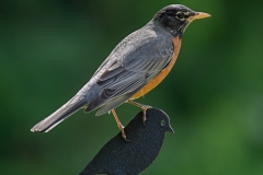 American Robin