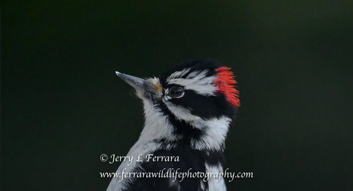 Downy-woodpecker