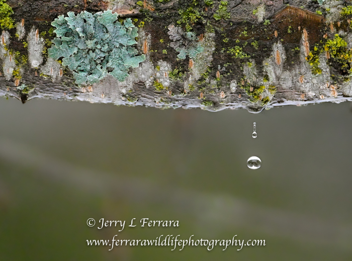 drops-falling-off-tree-branch-with-moss-lichen