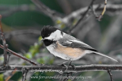 black-capped-chickadee