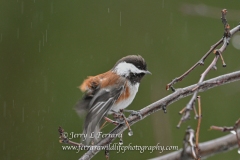 chestnut-backed-chickadee